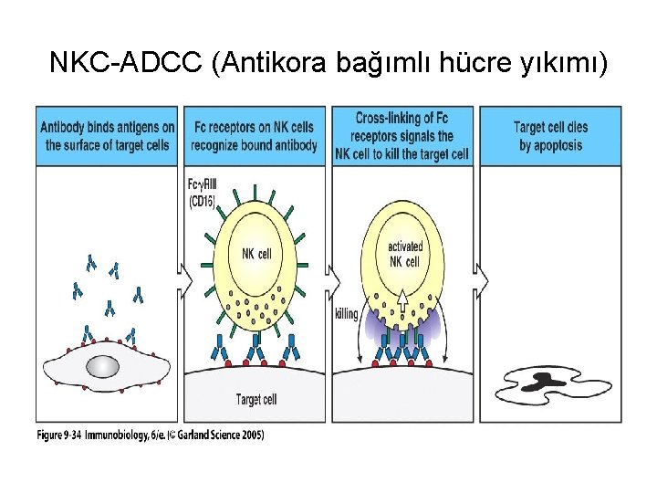 NKC-ADCC (Antikora bağımlı hücre yıkımı) 