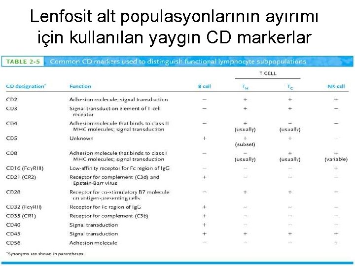 Lenfosit alt populasyonlarının ayırımı için kullanılan yaygın CD markerlar 