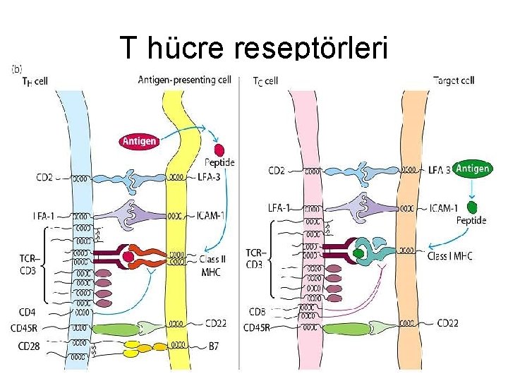 T hücre reseptörleri 