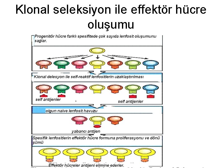 Klonal seleksiyon ile effektör hücre oluşumu 