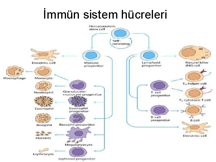 İmmün sistem hücreleri 