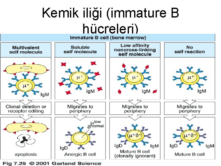 Kemik iliği (immature B hücreleri) 