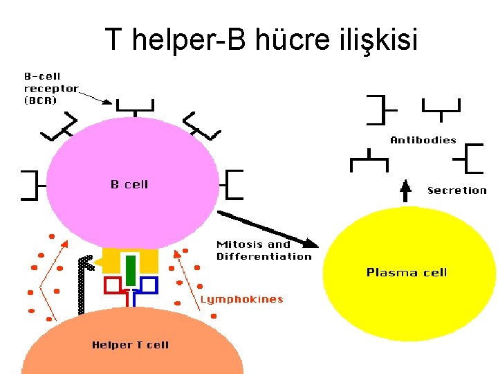 T helper-B hücre ilişkisi 
