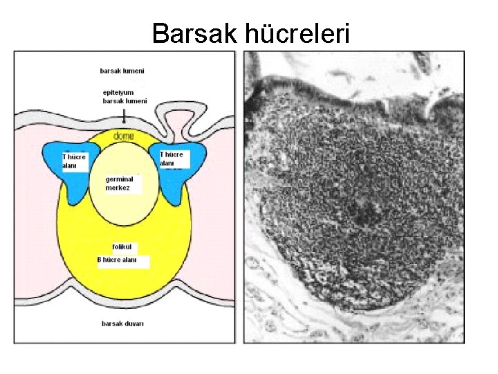 Barsak hücreleri 