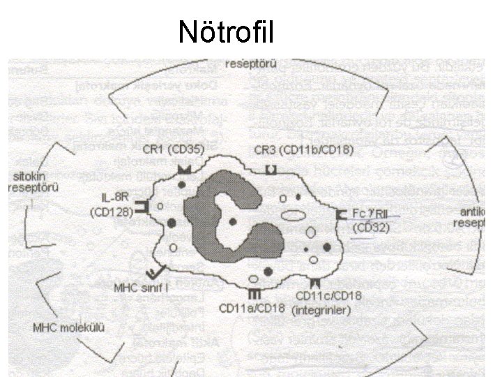 Nötrofil 