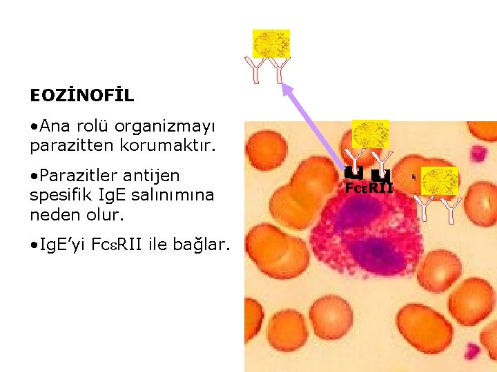 EOZİNOFİL • Ana rolü organizmayı parazitten korumaktır. • Parazitler antijen spesifik Ig. E salınımına