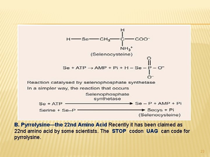 B. Pyrrolysine—the 22 nd Amino Acid Recently it has been claimed as 22 nd