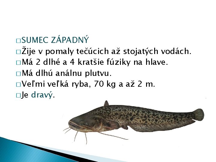 � SUMEC ZÁPADNÝ � Žije v pomaly tečúcich až stojatých vodách. � Má 2