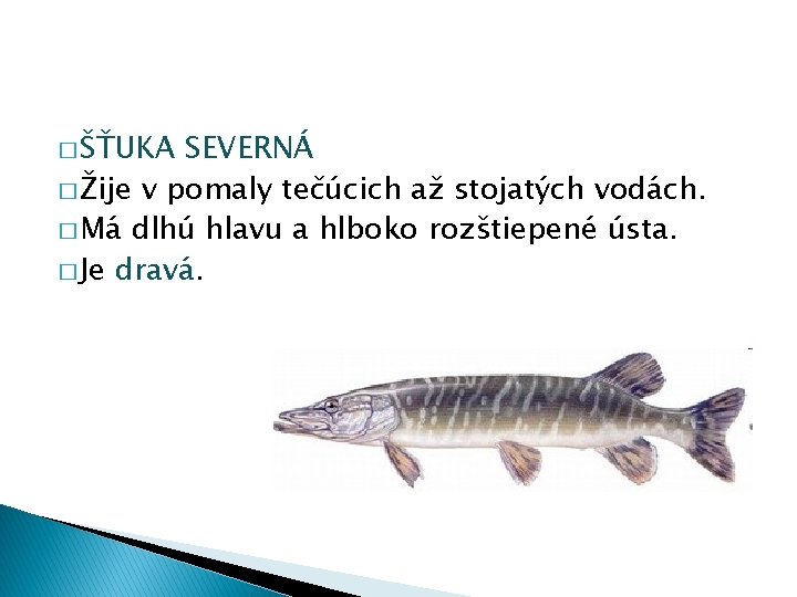 � ŠŤUKA SEVERNÁ � Žije v pomaly tečúcich až stojatých vodách. � Má dlhú