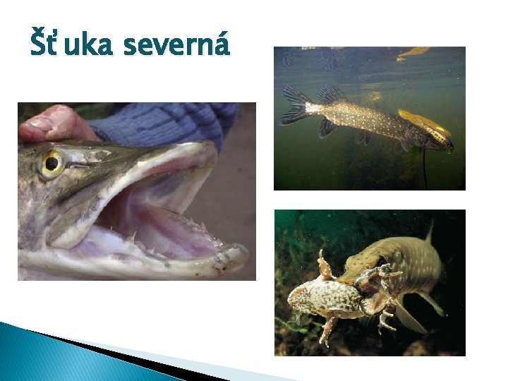 Šťuka severná 