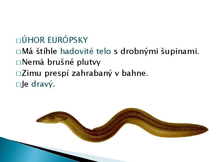 � ÚHOR EURÓPSKY � Má štíhle hadovité telo s drobnými šupinami. � Nemá brušné