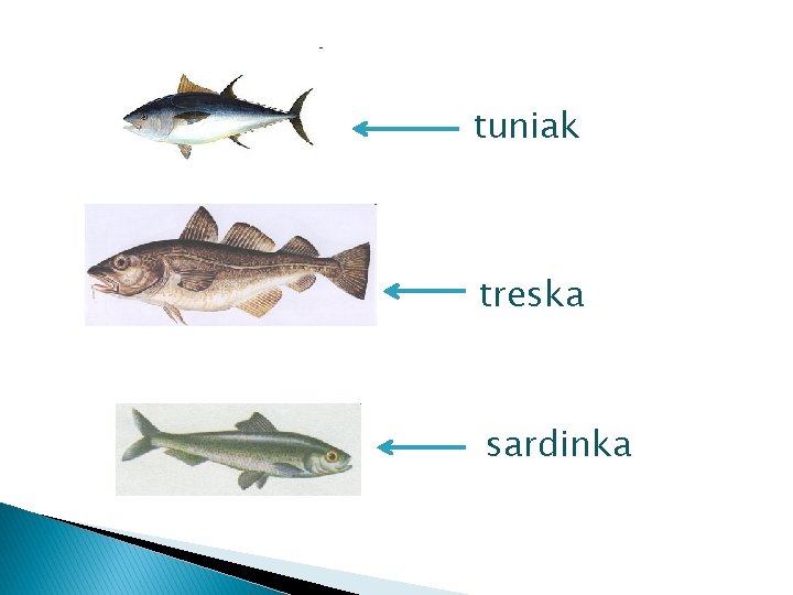 tuniak treska sardinka 