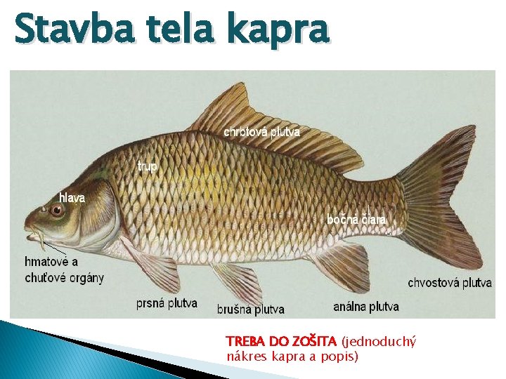 Stavba tela kapra TREBA DO ZOŠITA (jednoduchý nákres kapra a popis) 