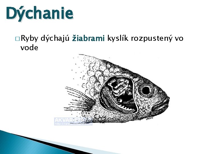 Dýchanie � Ryby vode dýchajú žiabrami kyslík rozpustený vo 