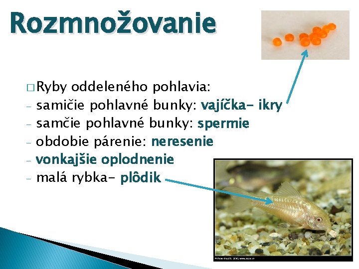 Rozmnožovanie � Ryby - oddeleného pohlavia: samičie pohlavné bunky: vajíčka- ikry samčie pohlavné bunky: