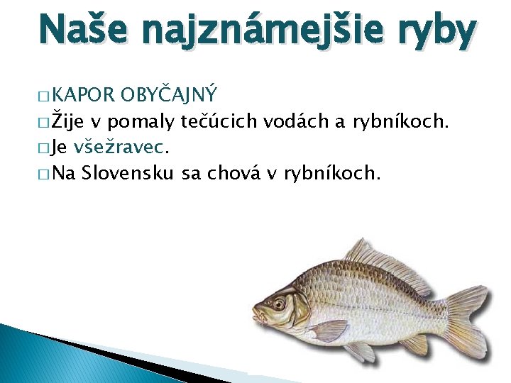 Naše najznámejšie ryby � KAPOR OBYČAJNÝ � Žije v pomaly tečúcich vodách a rybníkoch.