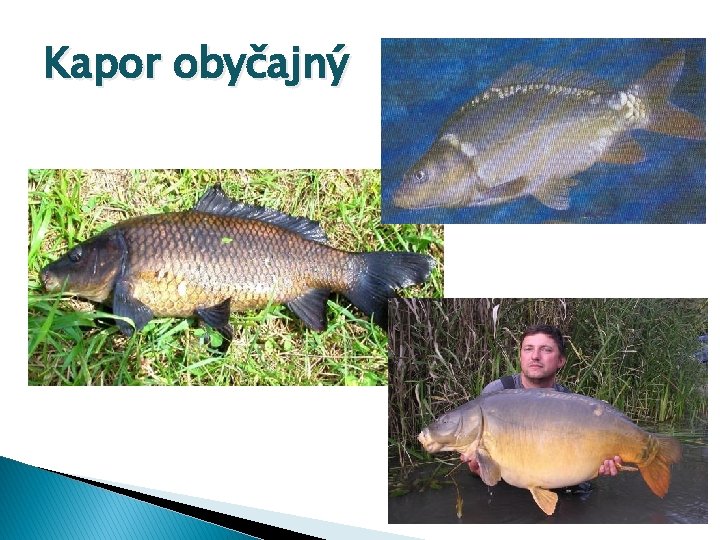 Kapor obyčajný 