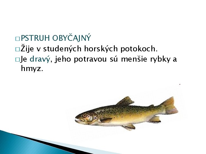 � PSTRUH OBYČAJNÝ � Žije v studených horských potokoch. � Je dravý, jeho potravou