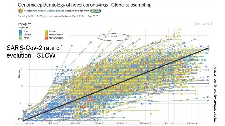 https: //nextstrain. org/ncov/global? l=clock SARS-Cov-2 rate of evolution - SLOW 