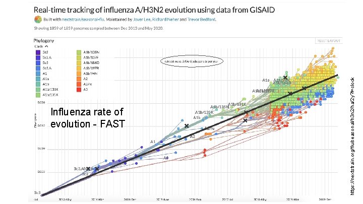 https: //nextstrain. org/flu/seasonal/h 3 n 2/ha/2 y? l=clock Influenza rate of evolution - FAST