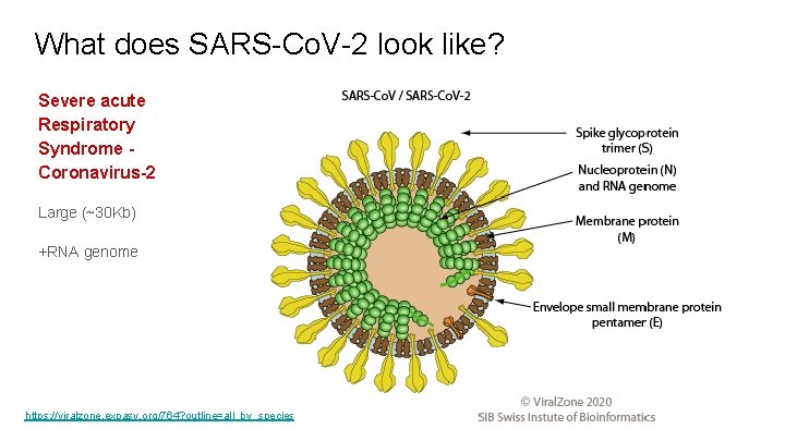 What does SARS-Co. V-2 look like? Severe acute Respiratory Syndrome Coronavirus-2 Large (~30 Kb)