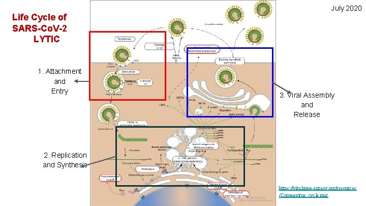 July 2020 Life Cycle of SARS-Co. V-2 LYTIC 1. Attachment and Entry 3. Viral