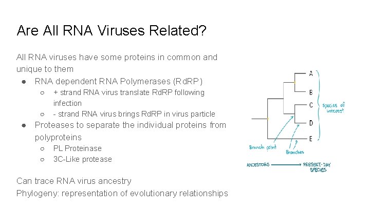Are All RNA Viruses Related? All RNA viruses have some proteins in common and