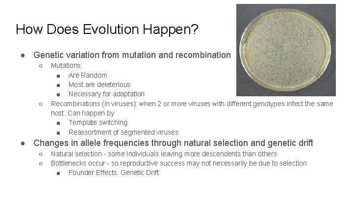 How Does Evolution Happen? ● Genetic variation from mutation and recombination ○ ○ Mutations: