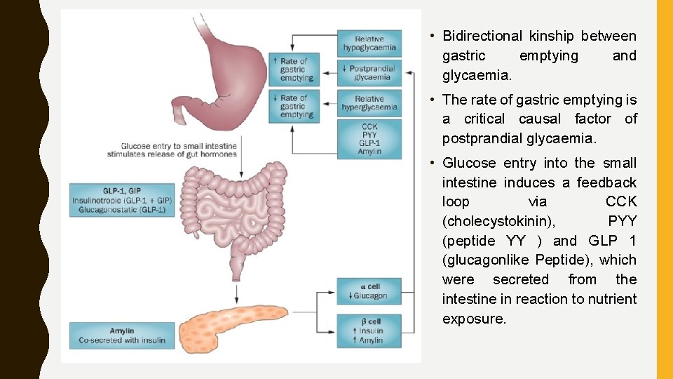  • Bidirectional kinship between gastric emptying and glycaemia. • The rate of gastric