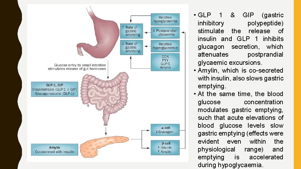  • GLP 1 & GIP (gastric inhibitory polypeptide) stimulate the release of insulin
