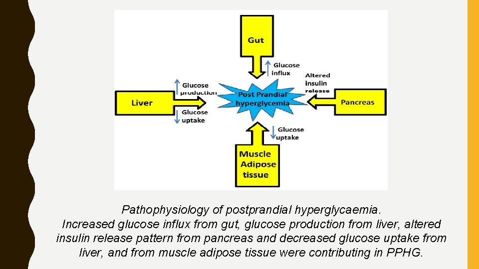 Pathophysiology of postprandial hyperglycaemia. Increased glucose influx from gut, glucose production from liver, altered