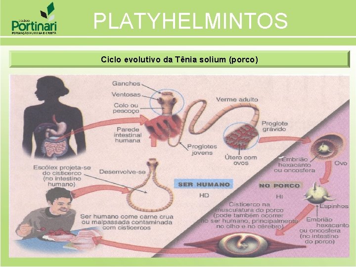 PLATYHELMINTOS Ciclo evolutivo da Tênia solium (porco) 