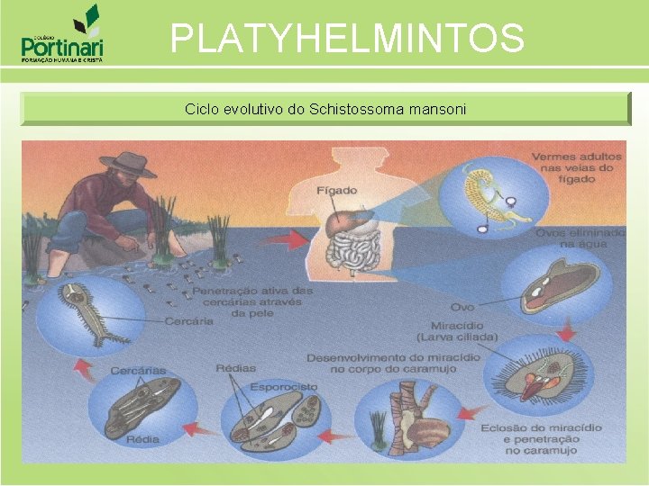 PLATYHELMINTOS Ciclo evolutivo do Schistossoma mansoni 