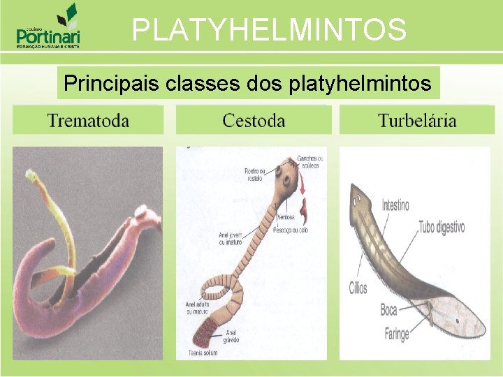 PLATYHELMINTOS Principais classes dos platyhelmintos 