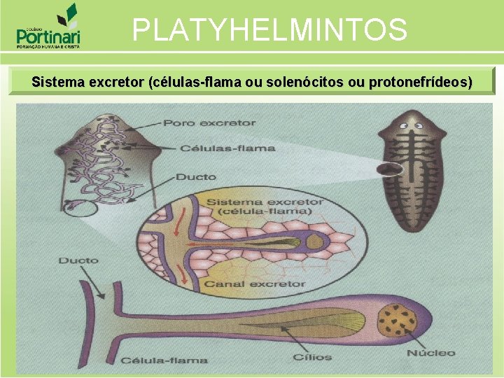 PLATYHELMINTOS Sistema excretor (células-flama ou solenócitos ou protonefrídeos) 