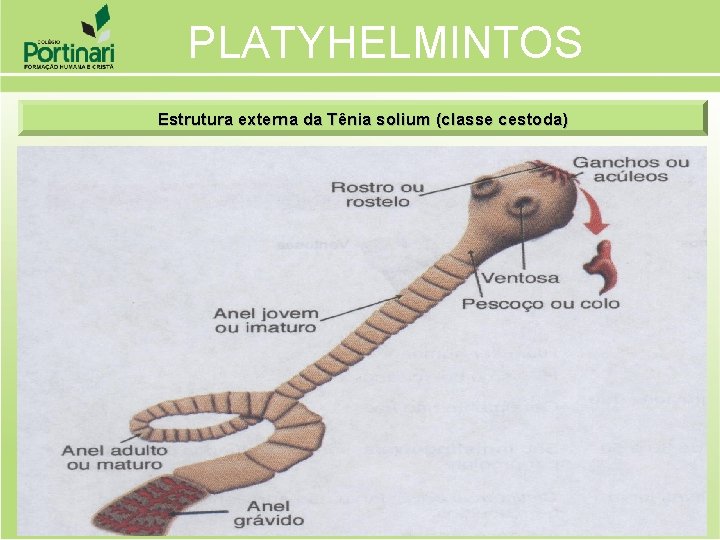 PLATYHELMINTOS Estrutura externa da Tênia solium (classe cestoda) 