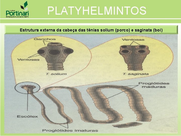 PLATYHELMINTOS Estrutura externa da cabeça das tênias solium (porco) e saginata (boi) 