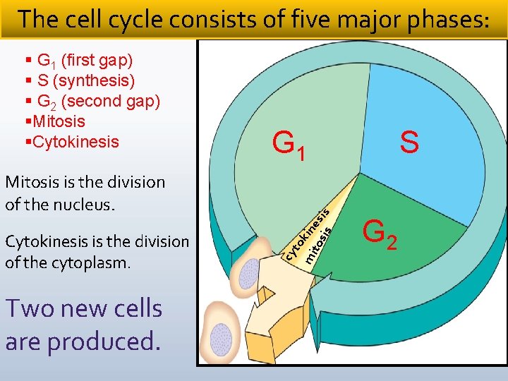 The cell cycle consists of five major phases: Two new cells are produced. mi