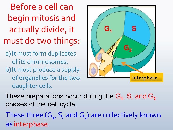 Before a cell can begin mitosis and actually divide, it must do two things: