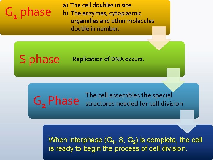 G 1 phase S phase a) The cell doubles in size. b) The enzymes,