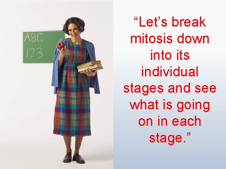 “Let’s break mitosis down into its individual stages and see what is going on