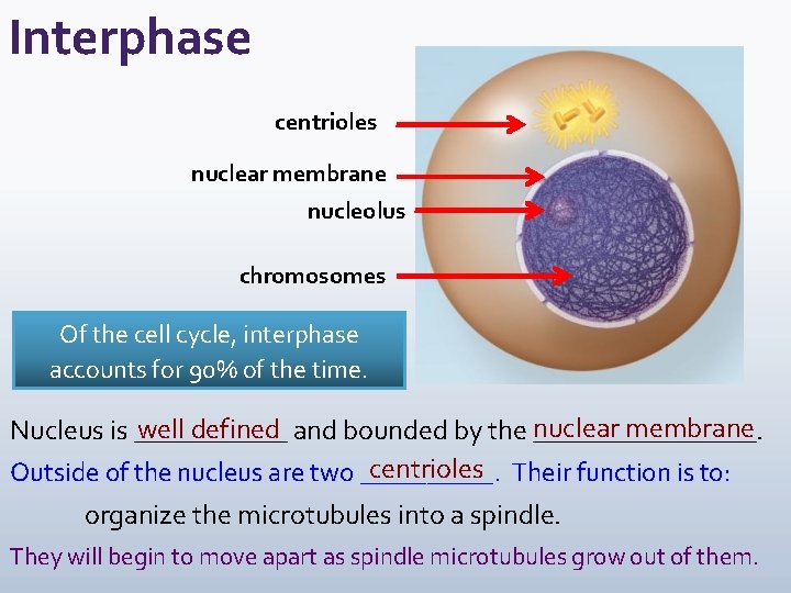 Interphase centrioles nuclear membrane nucleolus chromosomes Of the cell cycle, interphase accounts for 90%