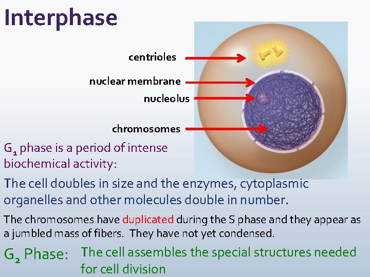Interphase centrioles nuclear membrane nucleolus chromosomes G 1 phase is a period of intense