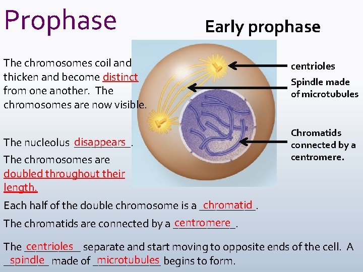 Prophase Early prophase The chromosomes coil and thicken and become distinct from one another.