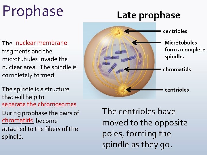 Prophase Late prophase centrioles nuclear membrane The _________ fragments and the microtubules invade the
