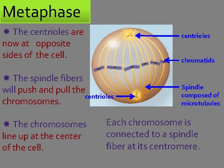 Metaphase The centrioles are now at opposite sides of the cell. centrioles chromatids The