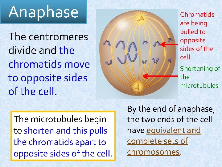 Anaphase The centromeres divide and the chromatids move to opposite sides of the cell.