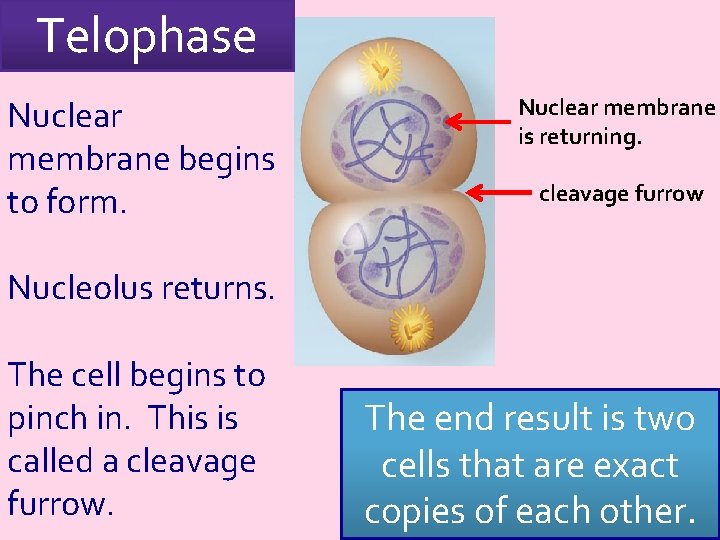 Telophase Nuclear membrane begins to form. Nuclear membrane is returning. cleavage furrow Nucleolus returns.