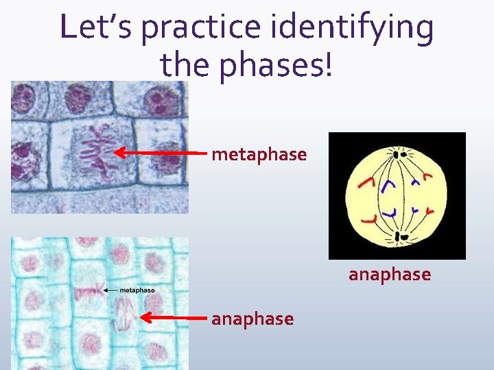 Let’s practice identifying the phases! metaphase anaphase 