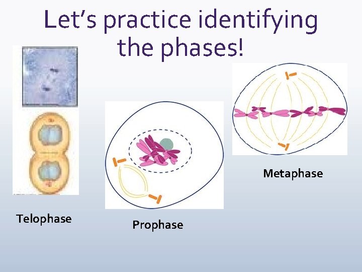 Let’s practice identifying the phases! Metaphase Telophase Prophase 